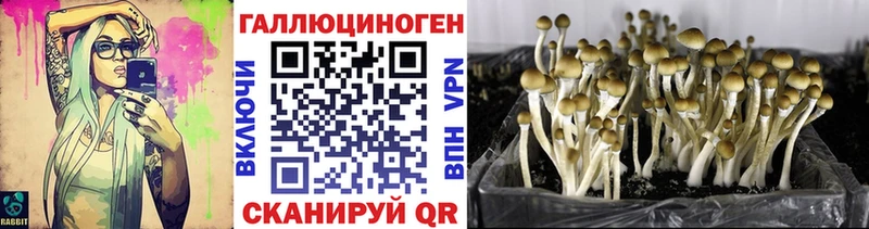 Купить закладки  Егорьевск  Псилоцибиновые грибы Psilocybe 